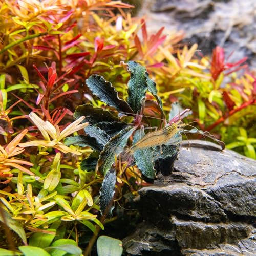Ultum Nature Systems Live Tissue Culture - Bucephalandra Brownie Phoenix - Easy, Low-Med Light - Dark Green, Red, Purple Accent - Foreground to Midground - 100% Snail Free Grown In-Vitro - Regular Cup - color: Bucephalandra Brownie Phoenix - Regular