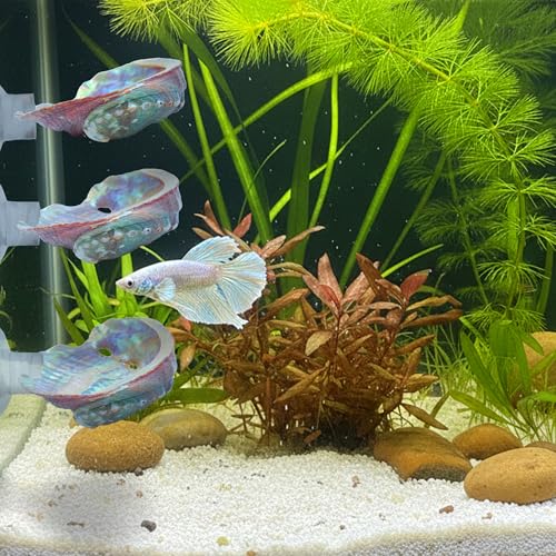 3PCS Betta Hammock Shells, Natural Small Fish Tank Decorations, Betta Fish Tank Accessories, Aquarium Decorations, Aquarium Hideout Habitat for Sleeping Resting Hiding Playing (Multicolor) - color: Multi Color