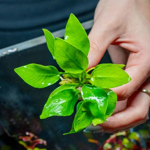 SubstrateSource Live Plant - Anubias Nana Golden - Foreground to Midground Rhizome with Light Green Leaves, Snail-Free in Vitro Aquarium Plant - Tissue Culture - color: Anubias Nana Golden