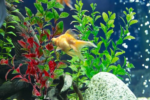 Plastic Aquarium Plants Decoration Accessories, Artificial Fish Tank Decor Plant 10 PCS