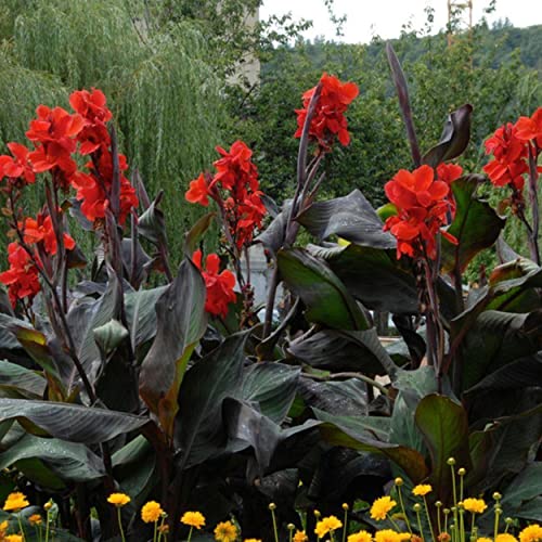 Canna 'Black Knight', a Great Live Pond Plant for Your Water Garden. Filters koi and Goldfish Ponds. Good for Bogs, Plant Shelf or Shallow Water This marginal Aquatic is a Real Beauty - color: Canna 'Black Knight'