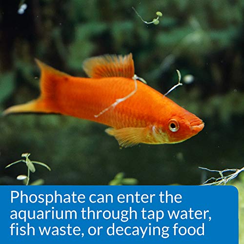 API Phosphate Test Kit For Freshwater And Saltwater, 64 OUNCES - size: 64 OUNCES, style: Phosphate