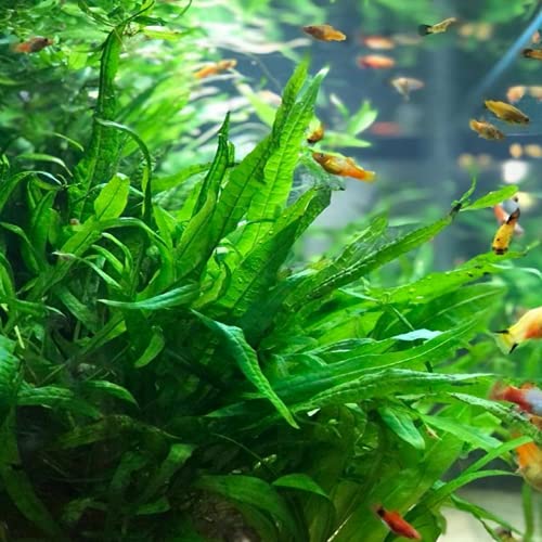 Java Fern On Driftwood Live Aquarium Plant Tropical Freshwater Decorations