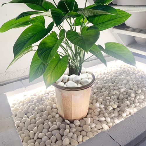 FANTIAN 40 lbs White Stones for Garden, 1-2 Inch Decorative Polished White River Rocks for Plants Landscaping Vase Aquarium and Backyard Rocks - color: White, size: 40 lbs, 1-2 Inch