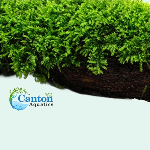 Christmas Moss on Driftwood | Live Aquarium Plant - Pre-Attached Vesicularia Montagnei, Low Light, No CO2, Shrimp Safe - size: Small