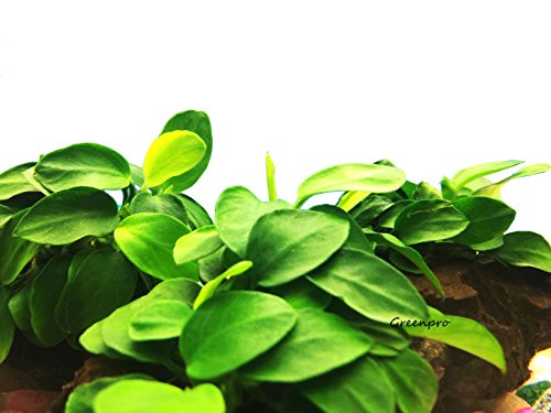 Dwarf Anubias Nana Petite on Driftwood Live Aquarium Plants Fish Tank Decorations Water Plants by Greenpro