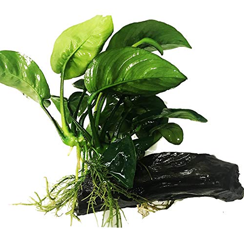 (Anubias Barteri Butterfly) Anubias, Java Fern, Moss and More! Freshwater Live Aquarium Plants on Driftwood for Aquatic Tropical Fish Tank Decorations - Easy to Drop