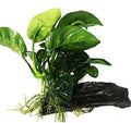(Anubias Barteri Butterfly) Anubias, Java Fern, Moss and More! Freshwater Live Aquarium Plants on Driftwood for Aquatic Tropical Fish Tank Decorations - Easy to Drop