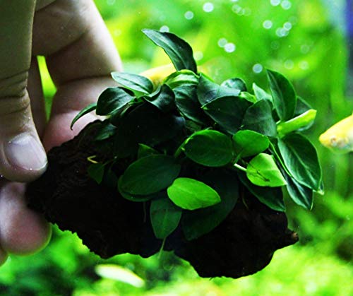 (1 Pack) Anubias Nana Petite on Nano Driftwood Freshwater Live Aquarium Plants Decorations by Mainam