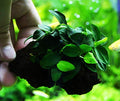 (1 Pack) Anubias Nana Petite on Nano Driftwood Freshwater Live Aquarium Plants Decorations by Mainam