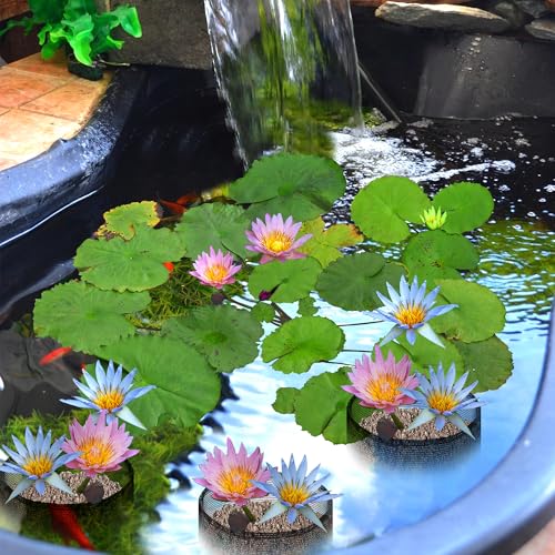 4 Pcs Aquatic Pond Planting Bags-7.1" H x 7.2" Dia Reusable Mesh Water Garden Pond Plant Pot-Breathable Black Round Lily Plant Pots for Pond Bog Plant Garden Terrestrial Plant - color: Black, size: Round