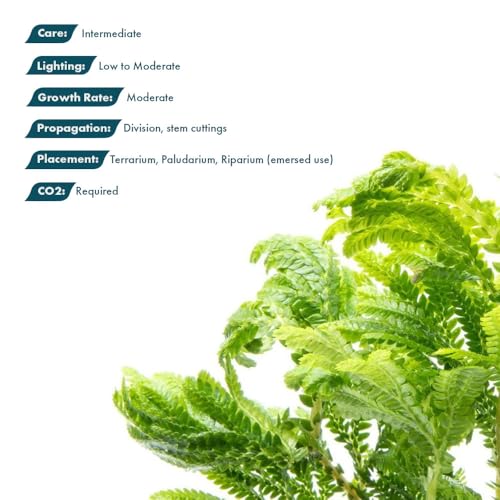 SubstrateSource Live Terrarium Plants - Spikey Moss for Terrariums, Paludariums - Easy, Beginner Friendly (Selaginella Wallichi) - color: Selaginella Wallichi, size: Pot
