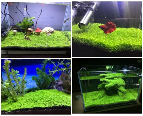 2 Pack Aquarium Plants for Fish Tank, Easy Growing, Real Carpet Decor for Fish Tank/Terrarium