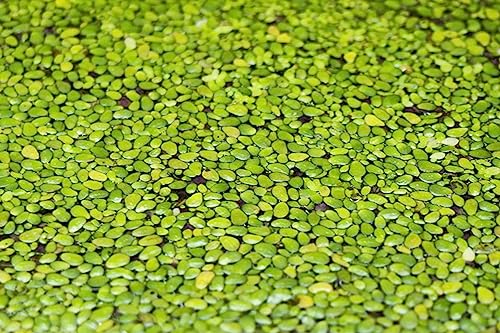 1000+ Live Duckweed – Vibrant Green Floating Plants for Aquariums, Ponds, aquaponics! Great Food for KOI, Goldfish, Turtles, Cichlids! Improves Water Quality! Buy 2 G E T1FREE!