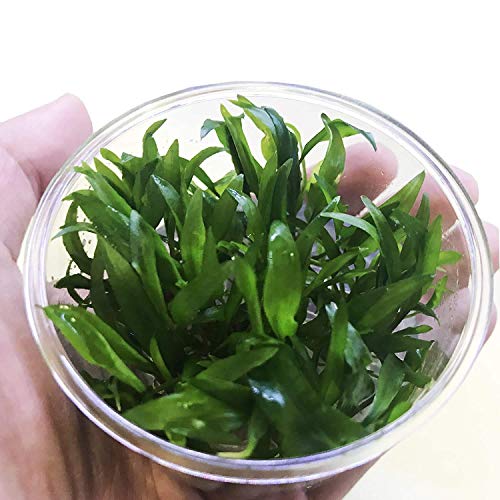 (Crytocoryne Wendtii Green Gecko) Live Aquarium Plants in Tissue Culture Cup Anubias, Cryptocoryne, Bucephalandra, Piptospatha Ridleyi and More 100% Pest Snail and Algae Free