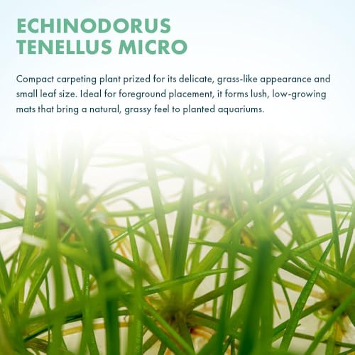 SubstrateSource Live Plant - Echinodorus tenellus 'Micro' - Foreground Rosette for Carpeting, Snail-Free in Vitro Aquarium Plant - Tissue Culture - color: Echinodorus Tenellus Micro