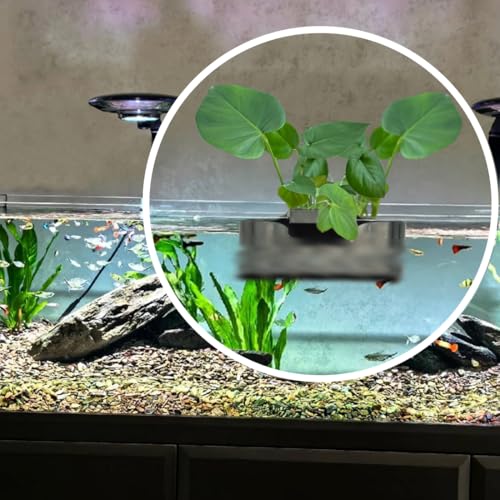 Aquarium Plant Holder,Fish Tank Plant Holder,Aquarium lid Clips,Aquarium Plant Pot,Hydroponic Fish Tank Planter, Aquatic Plant Cup for Aquascape Decorations (Black, 2PCS Rimless) - color: Black, size: 2PCS Rimless