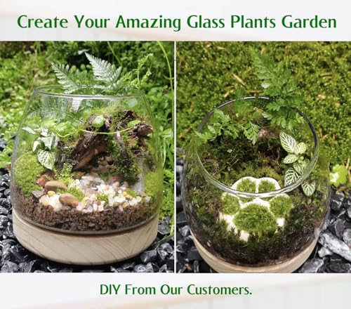 6 Inch Plant Glass Terrarium with Removable Wooden Base for Succulents Glass Bowl for Air Plant Cactus Moss (Plants not Included)