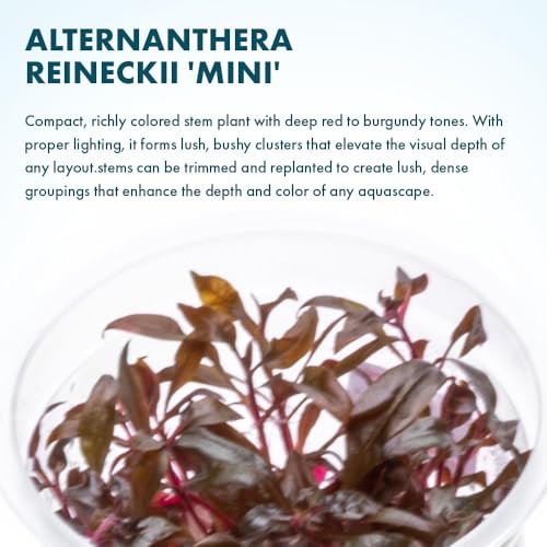 SubstrateSource Live Plant - Alternanthera Reineckii 'Mini' Red Stem Tissue Culture Aquatic Live Aquarium Plant - 100% Snail Free in Vitro Cup (AR Mini) - color: Alternanthera Reineckii 'Mini' Red Stem
