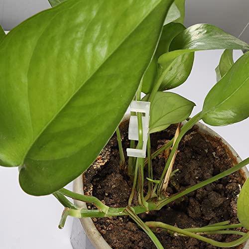 LucyPhy 60 Pack Plant Bender Angle Adjustable Plant Training Clips Low Stress Training Clips 90 Degrees Plant Stem(Circle Style,Transparent) - color: Transparent, size: 60Pack