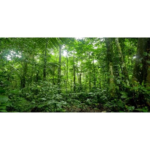 AWERT 48x18 inches Terrarium Background Tropical Aquarium Background Green Huge Tree Rainforest Reptile Habitat Background Durable Polyester Background - size: 48x18in/120x45cm