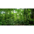 AWERT 36x18 inches Terrarium Background Tropical Aquarium Background Green Huge Tree Rainforest Reptile Habitat Background - size: 36x18in/90x45cm