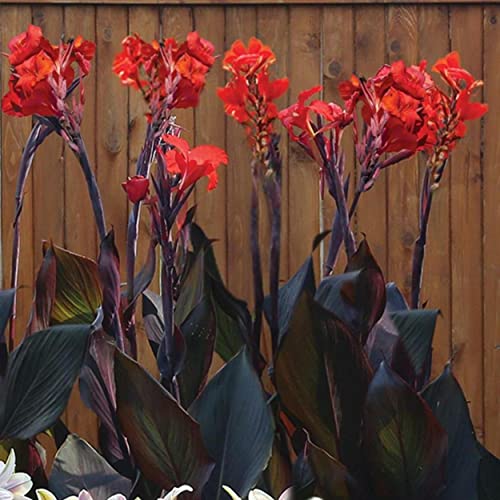 Chalily Canna ‘Australia’, a Great Live Pond Plant for Your Water Garden. Filters The koi and Goldfish Pond. Good for Bogs, Plant Shelf or Shallow Water This marginal Aquatic is a Real Beauty - color: Canna 'Australia'
