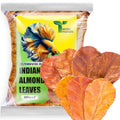 80 Pcs Dried Catappa Indian Almond Ketapang Leaves, Betta Fin Rot Treatment, 4” Betta Fish Tank Accessories, Leaf Litter for Goldfish, Guppy,Frogs,Tetras - Supports Breeding