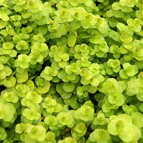 Chalily Creeping Jenny 'Golden', a Great Live Pond Plant for Your Water Garden. Filters koi and Goldfish Ponds. Good for Bogs, Plant Shelf or Shallow Water This marginal Aquatic is a Real Beauty - color: Creeping Jenny 'Golden'