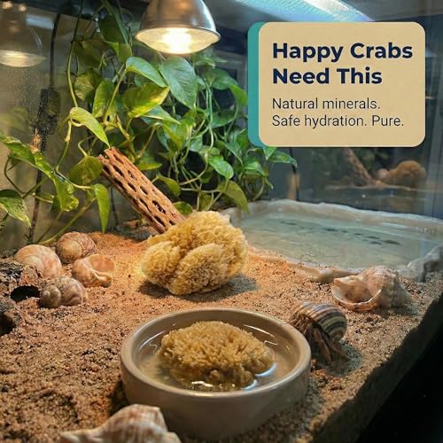 Hermit Crab- All Natural Sea Sponges - 5 Pack Unbleached, Provides Nutrients, Safer Drinking, Helps Maintain Habitat Tank Humidity and Aquarium Decor, Premium Care for Your Crabs