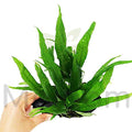 Java Fern Planted on Driftwood Microsorum Pteropus Freshwater Easy Low Light Live Aquarium Plant Decorations 3 Days Guarantee by Mainam