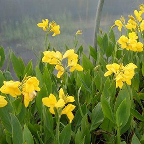 Canna 'Golden', a Great Live Pond Plant for Your Water Garden. Filters koi and Goldfish Ponds. Good for Bogs, Plant Shelf or Shallow Water This marginal Aquatic is a Real Beauty - color: Canna 'Golden'
