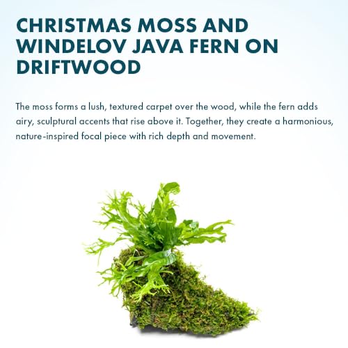 SubstrateSource Live Aquarium Plants on Driftwood - Java Fern Windelov with Moss - Freshwater Fish Tanks - Easy, Beginner Friendly - Driftwood Medium - color: Windelov & Christmas Moss, size: Driftwood - Medium