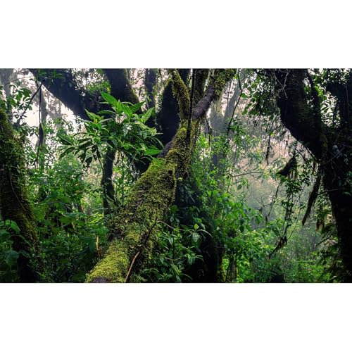 Jungle Rainforest Aquarium Background Mysterious Wild Tropical Forests Fish Tank Background Scenic Mossy Trees Green Plants Scene Terrarium Backgrounds Foggy Forest Reptile Tank Backgrounds 24x16in - color: Wam Green, size: 24(W)x16(H)in