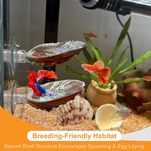 2Pcs Betta Fish Resting Spot Bed Shell House Dual Habitat Aquarium Hideout Toys for Beta Fish Floating Beds and Tank Hides Seashell Hide Accessories with Hammock Resting Spots and Hiding