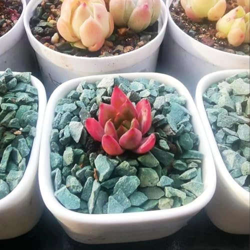 YISZM Succulents and Cactus Green Zeolite Rocks, Decorative Stones Pebbles for Indoor Plants, Bonsai, Fairy Gardening, Terrarium, 2lb - color: Green Zeolite Rocks, size: 2 Pounds