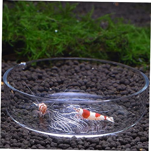BESPORTBLE 1pc Glass Shrimp Feeding Bowl Round Dish for Fish Tank Glass Feeder for Shrimp and Reptiles Elegant and Aquarium Supply