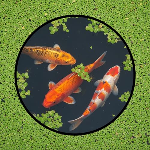 10 Pcs Aquarium Fish Feeding Ring Sets 5 Sizes Floating Plant Barrier Fishes Tank Accessories for Fish Tank Floating Plants Rectangles Circles Black