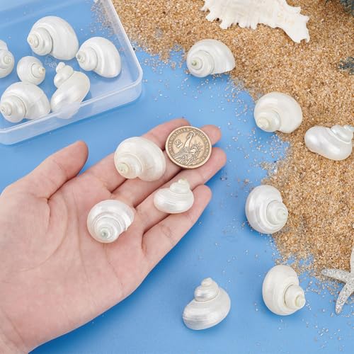 PH PandaHall 16pcs Natural Spiral Shell Beads, 0.8~1.1 Inch Mouth Turbo Seashells Undrilled Hermit Crab Shells NO Hole Shells for Home Party Wedding Decor Fish Tank Vase Filler, White