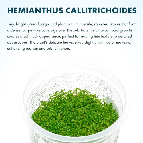 SubstrateSource Live Plant - Dwarf Baby Tears Hemianthus Callitrichoides Live Aquarium Plant Tissue Culture Cup - 100% Snail Free in Vitro (Dwarf Baby Tears) - color: Dwarf Baby Tears Hemianthus Callitrichoides