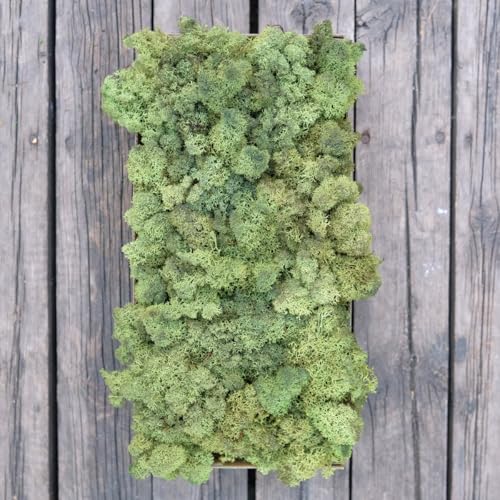Preserved Reindeer Moss Natural Green DIY Kit Gardenning Art Wall Decor Florist Decor Easter Table Decor Wedding - color: Green-09, size: 0.85 lb