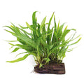 Java Fern Planted on plate - Easy Low Light Aquatic Plant