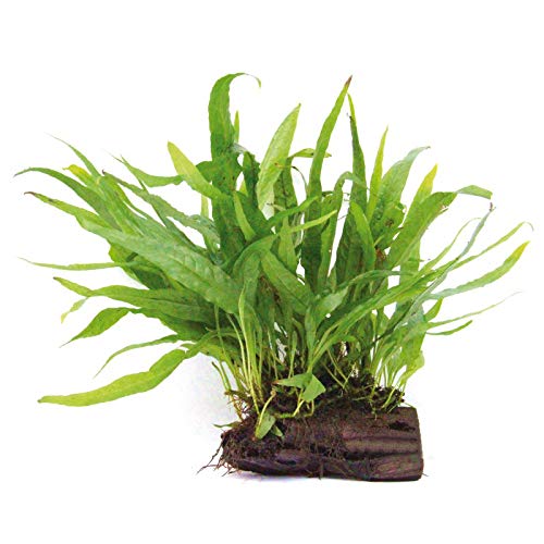 Live Plants on Driftwood | Aquatic Plants for Aquariums and Vivariums (Java Fern on Large 6" Driftwood) - style: Java Fern on Large 6" Driftwood