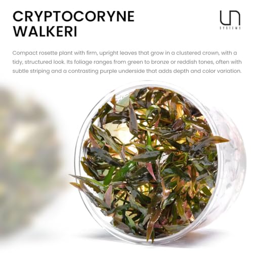 Ultum Nature Systems Live Plants - Crypt Walkeri (Cryptocoryne Walkeri) - Low to Medium Light, Green and Bronze Accent, Foreground to Midground Placement, Rosette Growth - Tissue Culture - color: Cryptocoryne walkeri