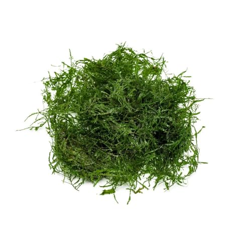 SubstrateSource Live Aquarium Plants on Driftwood, Lava Rock, Moss, Fiber Mat - Freshwater Fish Tanks - Easy, Beginner Friendly (Spiky Moss, (Golfball)) - color: Spiky - Golf Ball, size: 1 Pack