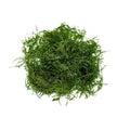 SubstrateSource Live Aquarium Plants on Driftwood, Lava Rock, Moss, Fiber Mat - Freshwater Fish Tanks - Easy, Beginner Friendly (Spiky Moss, (Golfball)) - color: Spiky - Golf Ball, size: 1 Pack