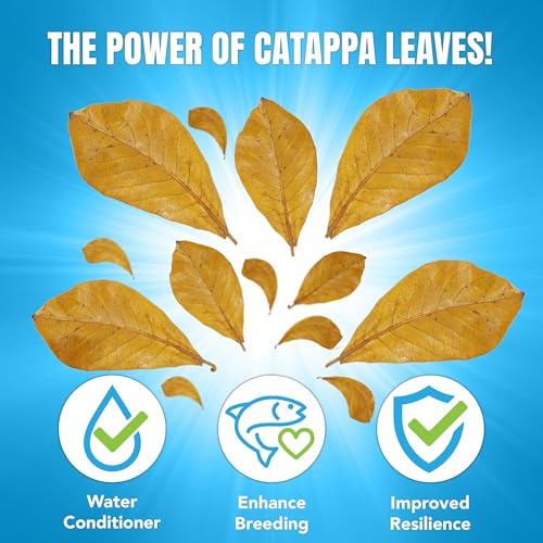 JOR 25 Pack Large Catappa Indian Almond Leaves for Bettas, 7-9 Inches, Effortless Water Conditioning, Great Values, Help Bettas and Tropical Fish Thrive