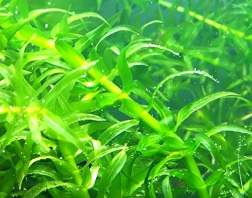 3 Bundles Anacharis Egeria Densa Elodea Live Aquarium Plants Freshwater Pond Aquatic Water Plant Decorations by Greenpro