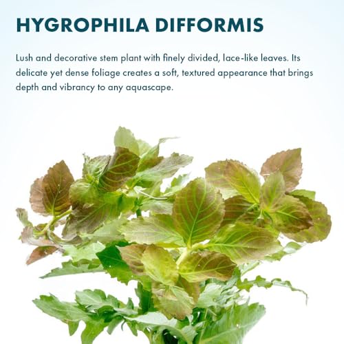 SubstrateSource Live Aquarium Stem Plants - Freshwater Aquatic Plant for Fish Tanks, Aquascaping - (Water Wisteria Hygrophila Difformis, 1 Bunch) - color: Hygrophila Difformis / Water Wisteria, size: Lead Bunch - 1 Pack