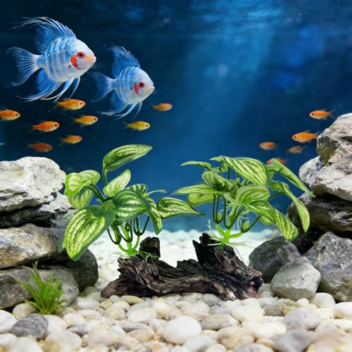 Aquarium Driftwood, Natural Fish Tank Decor for Betta, Reptile Hideout & Terrarium Ornament, Type-D - size: Type-D